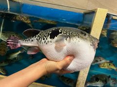 -天正河鲀·河豚亭(大连店)