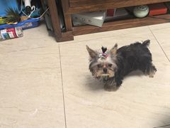 -艾贝尔宠物医院·24H转诊中心·肿瘤猫专科(江宁双龙店)