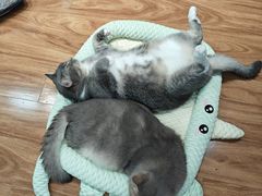 -MOCHA明星猫咖(田子坊店)