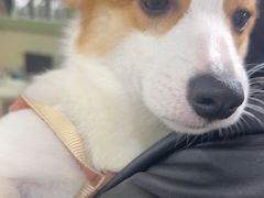 -佳雯宠物医院·皮肤科·内外科(春晓路分院)