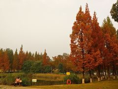 -白鹭湾湿地公园