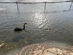 -北京北辰洲际酒店