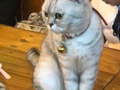-李小姐の猫咖啡馆(五角场店)