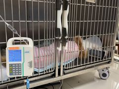 -申普宠物医院·心脏介入·心血管微创(总院)