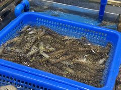 -半岛听涛蒸汽海鲜自助(K11店)