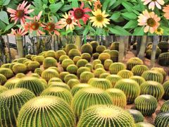-南山植物园