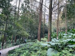 -重庆彩云湖湿地公园