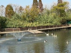 -溱湖国家湿地公园