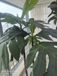 -HEYAN荷妍专业脱毛连锁机构