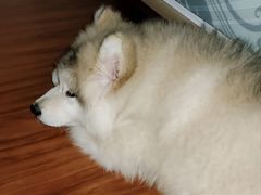 -青石桥花鸟鱼虫市场(叠翠城店)