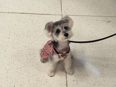 -帕帕拉兹宠物(亚洲旗舰店)