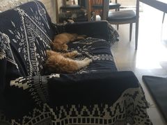 -平行世界·猫咖(首经贸店)