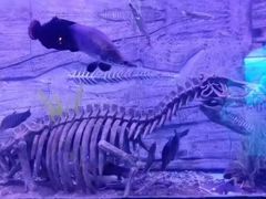 -芜湖新华联大白鲸海洋公园