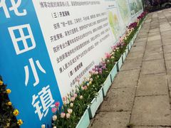 -杭州湾海上花田景区