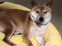 -逗柴咖啡屋·狗咖猫咖宠物桌游