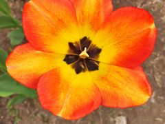 -长春公园(普阳街道)