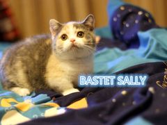 享福的主子们盛世美颜吧-Bastet sally猫舍购宠(静安店)