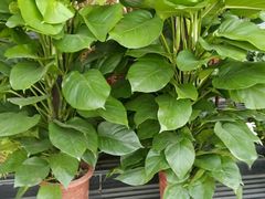 -万卉源鲜花店(百尚生活广场店)