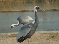 -盐城丹顶鹤湿地生态旅游区