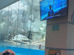 -帝企鹅自助餐厅•儿童岛•真企鹅(长隆企鹅酒店)