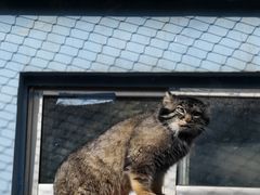 -青藏高原野生动物园