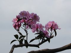 -梧桐山风景名胜区