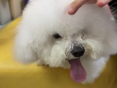 -翊宠yipet猫狗购宠庄园犬舍•猫舍