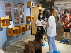 -more than meow吴止猫主题餐厅(承德 中船汇店)