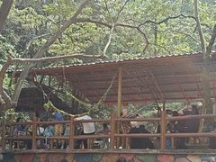 -牛鱼嘴原始生态风景区