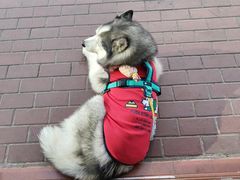 -卖呆儿咖啡(望京店)