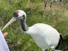-盐城丹顶鹤湿地生态旅游区