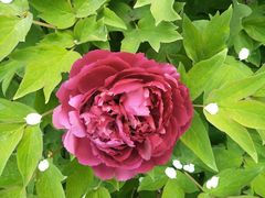 -洪湖湿地生态园