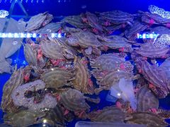 -新海渔港·胶东海鲜家常菜·家宴(奥体中心店)