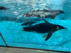 -帝企鹅自助餐厅•儿童岛•真企鹅(长隆企鹅酒店)