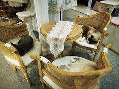 -共舞时光猫咖·狗咖(新街口店)