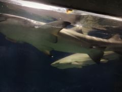 -泉州海丝野生动物世界