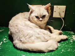 -猫儿山۰猫主题餐厅