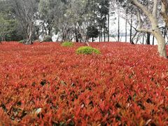 -金鸡湖桃花岛