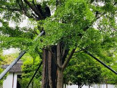 -上海佘山国家森林公园天马山园