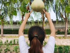 -东方巨龟苑景区