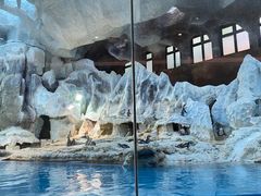 -帝企鹅自助餐厅•儿童岛•真企鹅(长隆企鹅酒店)