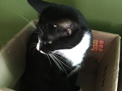 -猫猫幼稚园·撸猫·桌游·电玩