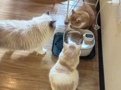 -滚猫咖啡·猫咖·猫友好撸猫(未来城店)
