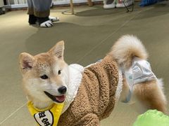 -逗柴咖啡屋·狗咖猫咖宠物桌游