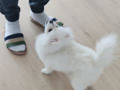 -多乐狗狗宠物训练工作室