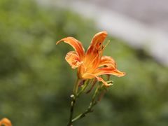 -杭州植物园