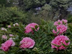-国家植物园南园