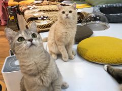 -COLOR PETS 撸猫馆·购猫·猫咖(长风大悦城店)