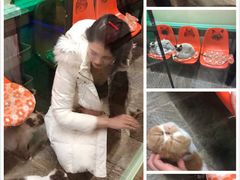 -猫咪博物馆(顶澳仔猫街店)