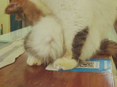 -猫色咖啡·猫咖